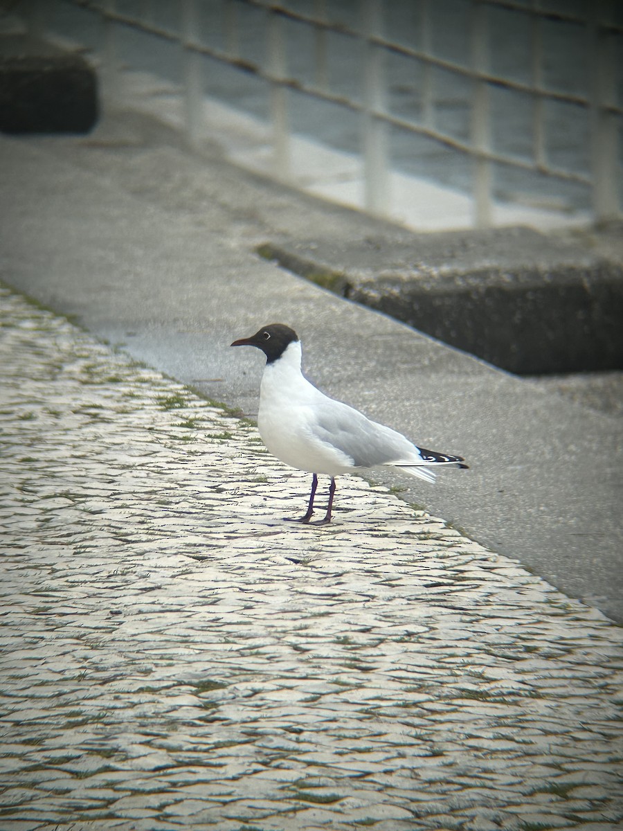 Black-headed Gull - ML646491659