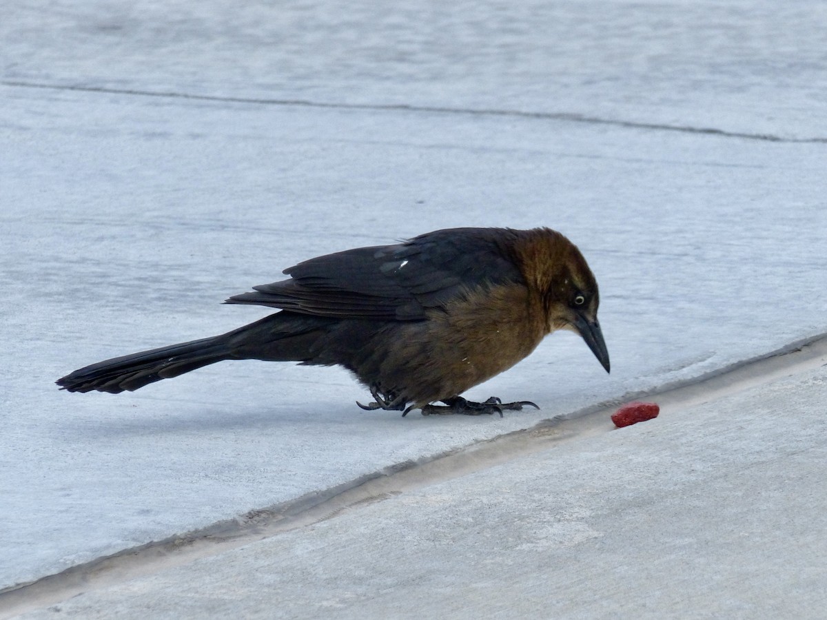 Great-tailed Grackle - ML646491663
