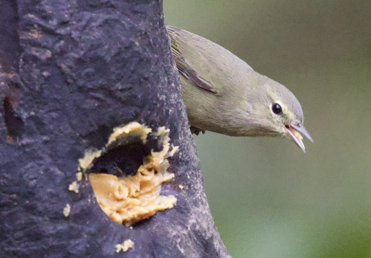 サメズアカアメリカムシクイ - ML646491664