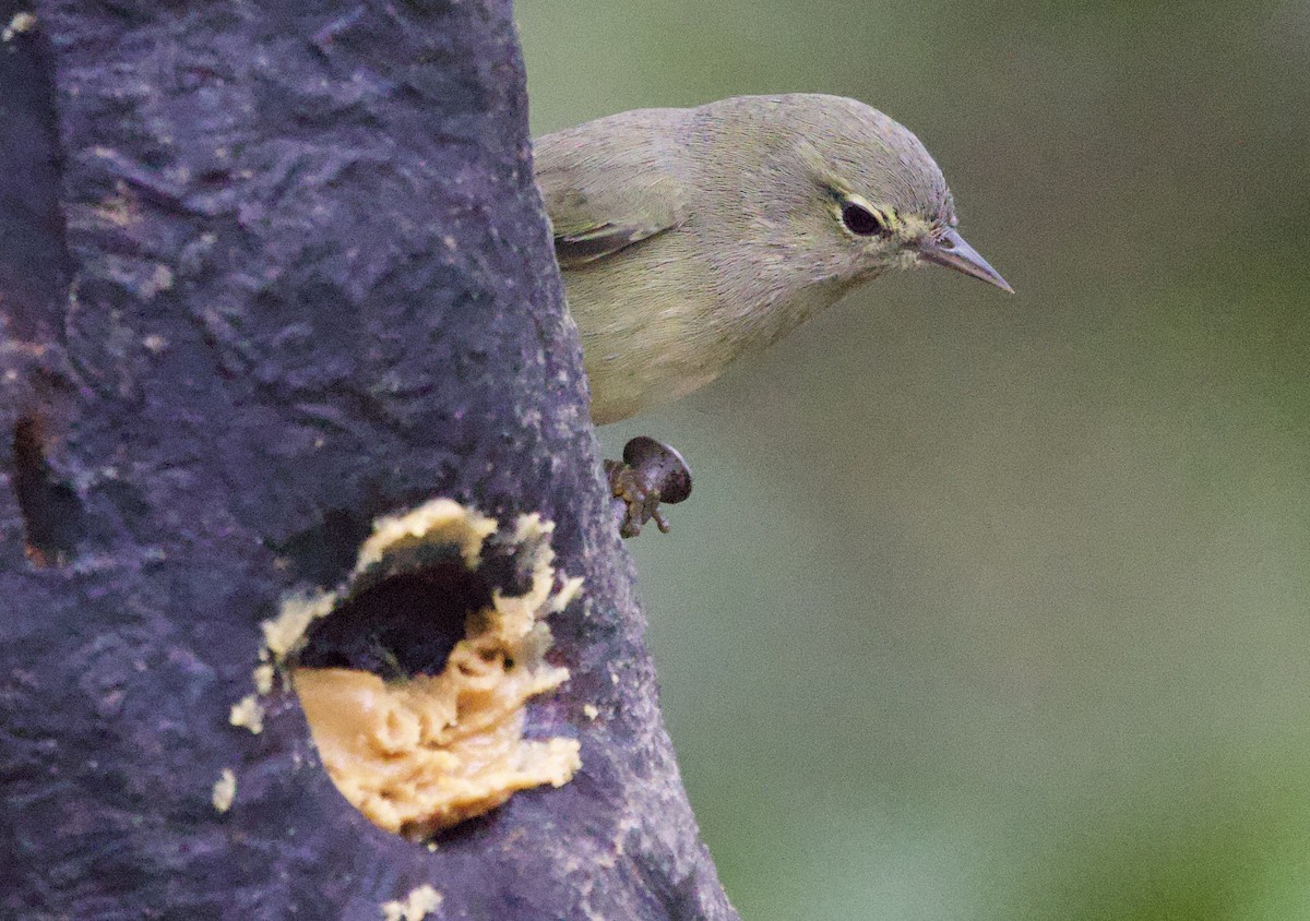 サメズアカアメリカムシクイ - ML646491665