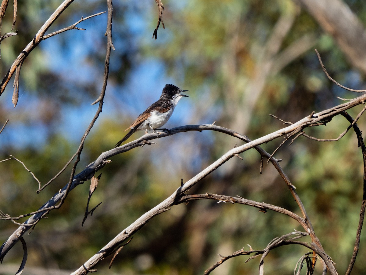 フタイロヒタキ - ML646491667