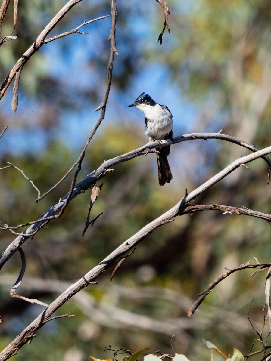 フタイロヒタキ - ML646491668