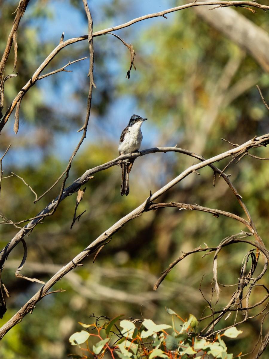 フタイロヒタキ - ML646491669