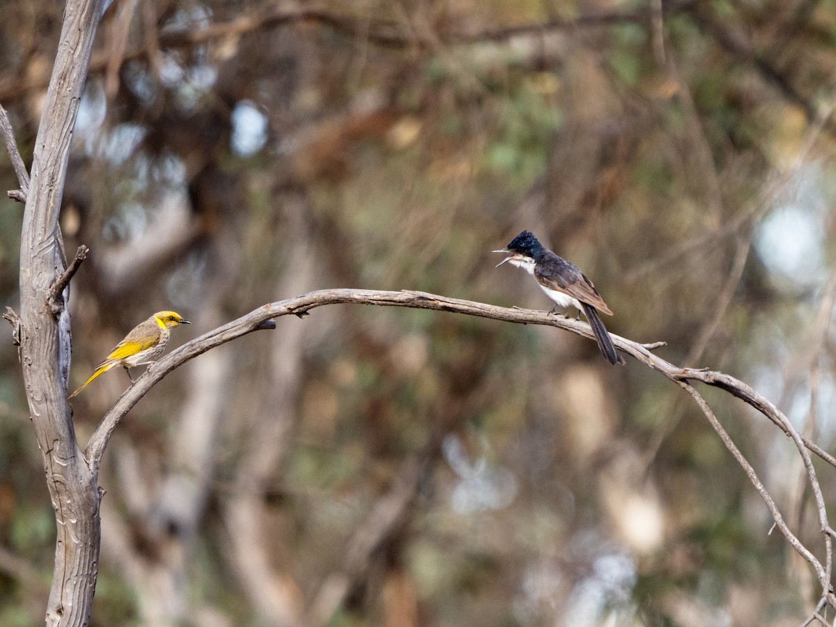 フタイロヒタキ - ML646491670