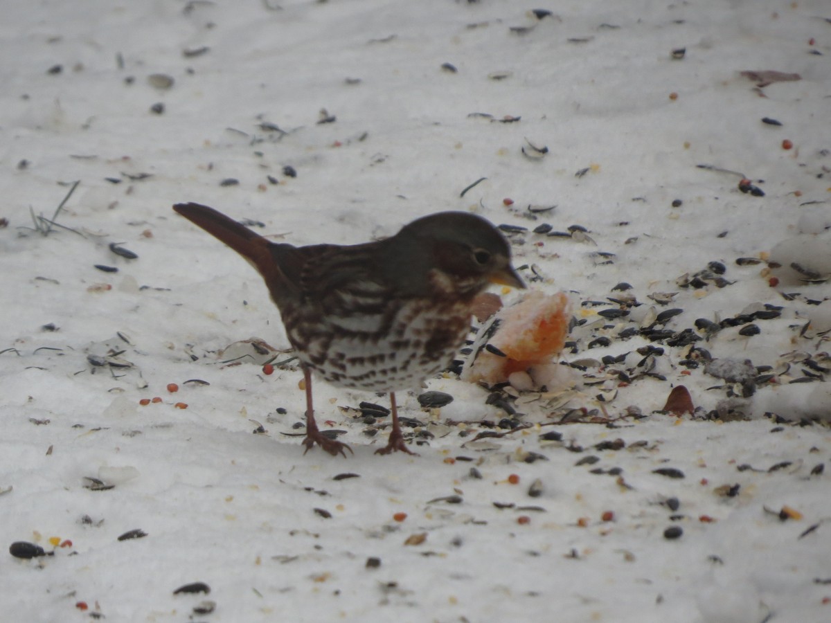 Fox Sparrow - ML646491672