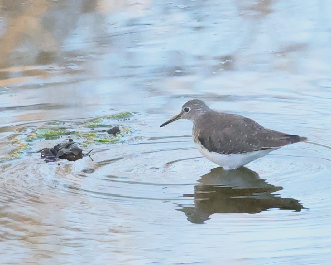 Kuliska bakartia - ML646491679