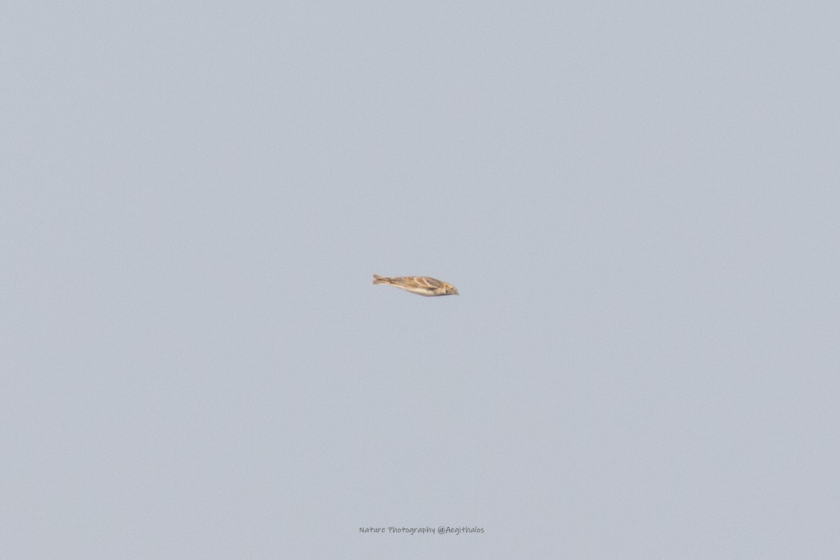 Lapland Longspur - ML646491683