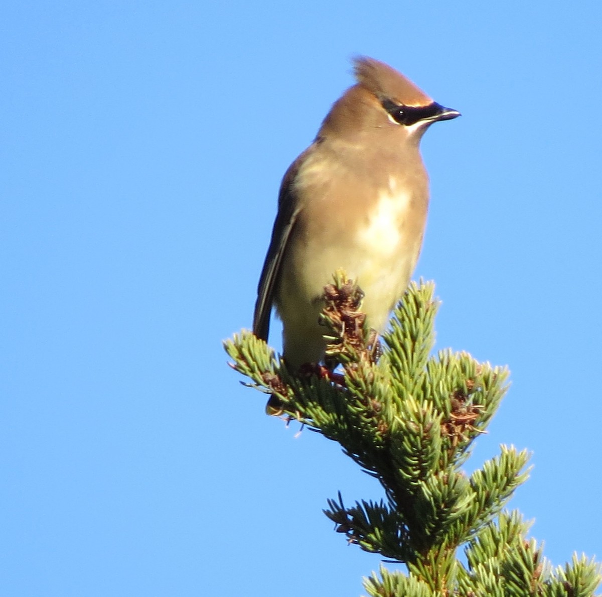 Cedar Waxwing - ML646491686