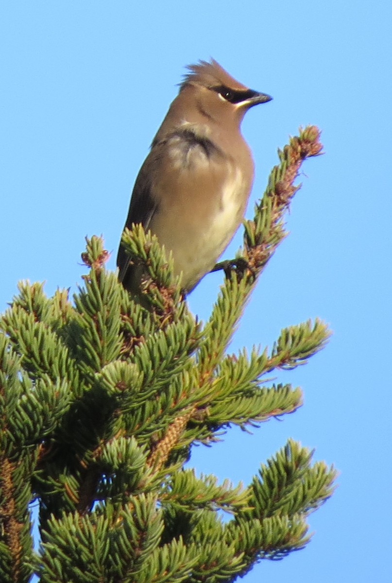 Cedar Waxwing - ML646491687