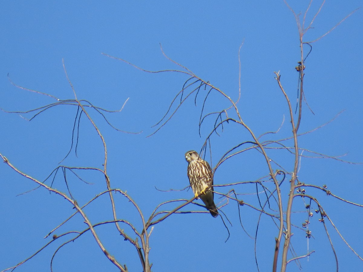 Faucon émerillon - ML646491688