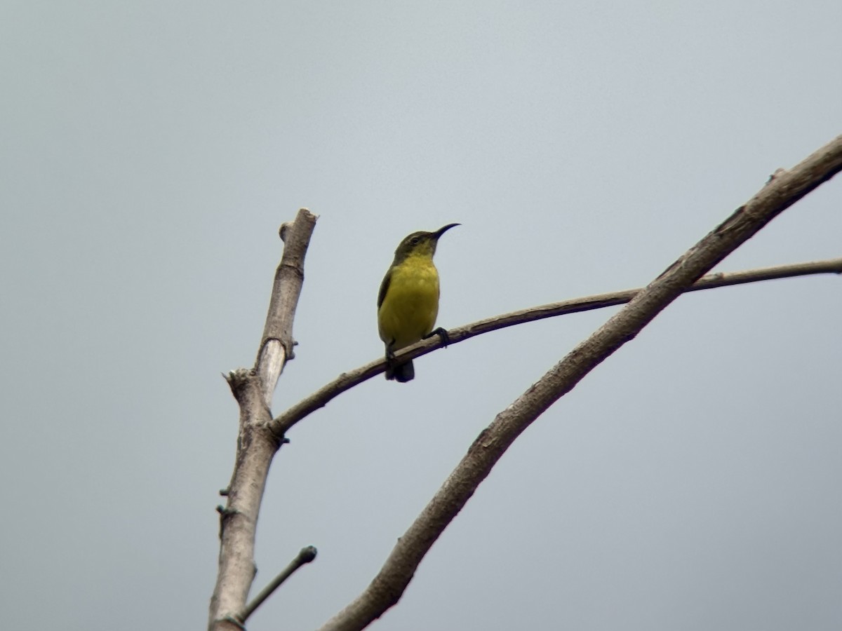 Garden Sunbird - ML646491689