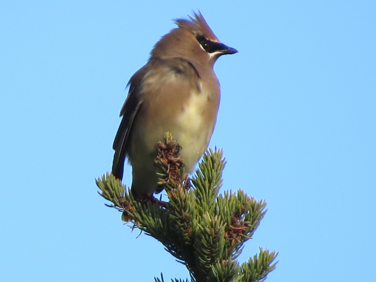 Cedar Waxwing - ML646491690