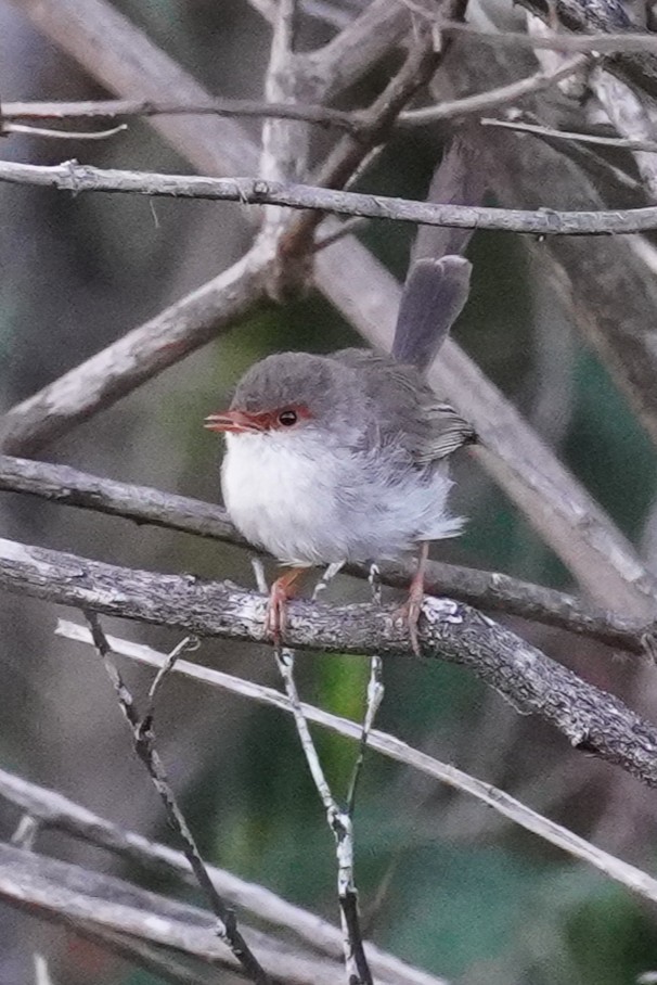 Superb Fairywren - ML646491692