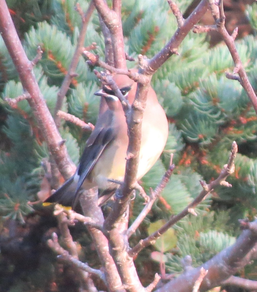 Cedar Waxwing - ML646491693