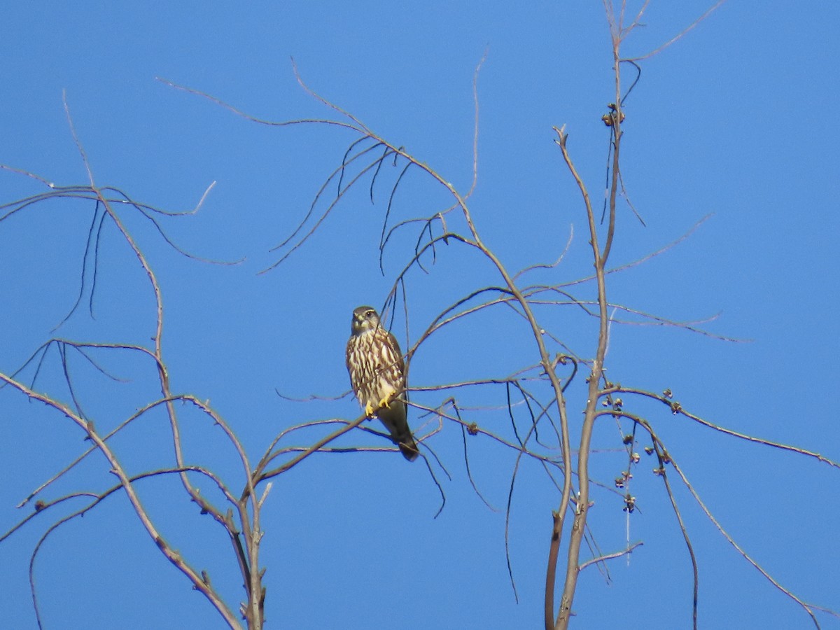 Faucon émerillon - ML646491695