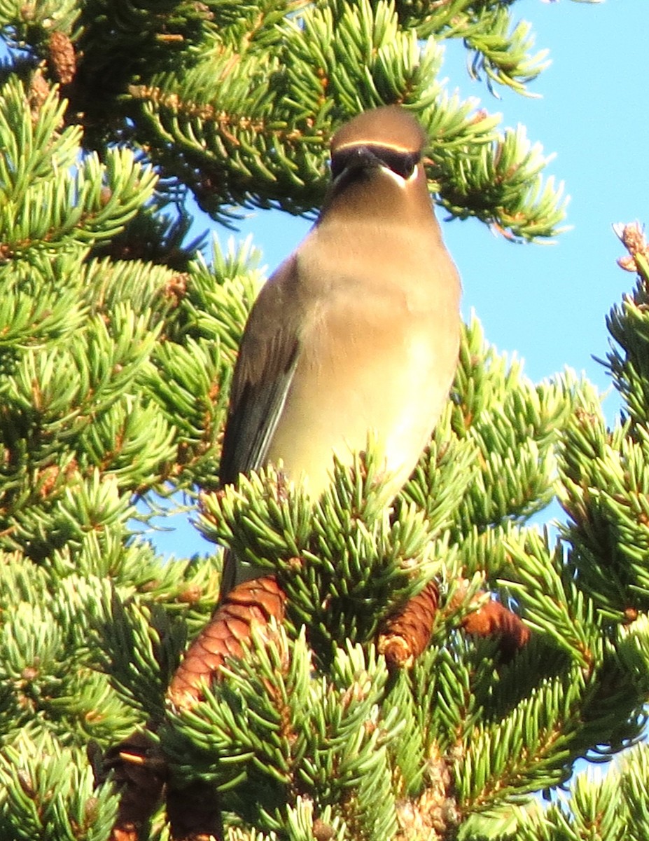 Cedar Waxwing - ML646491696