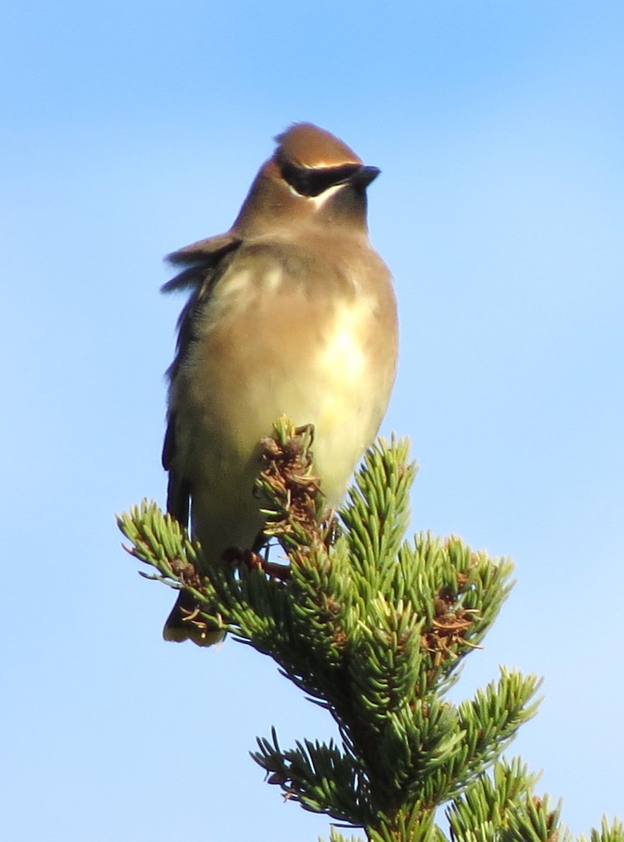 Cedar Waxwing - ML646491699