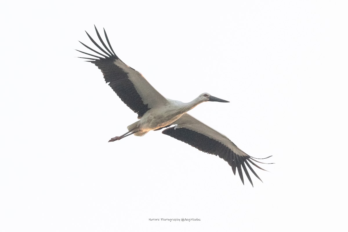 Schwarzschnabelstorch - ML646491700