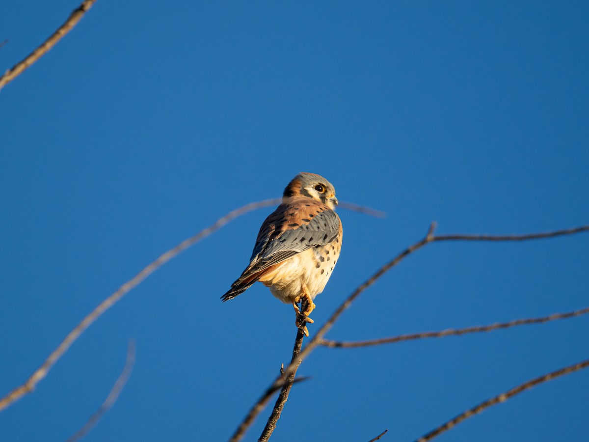 American Kestrel - ML646491701