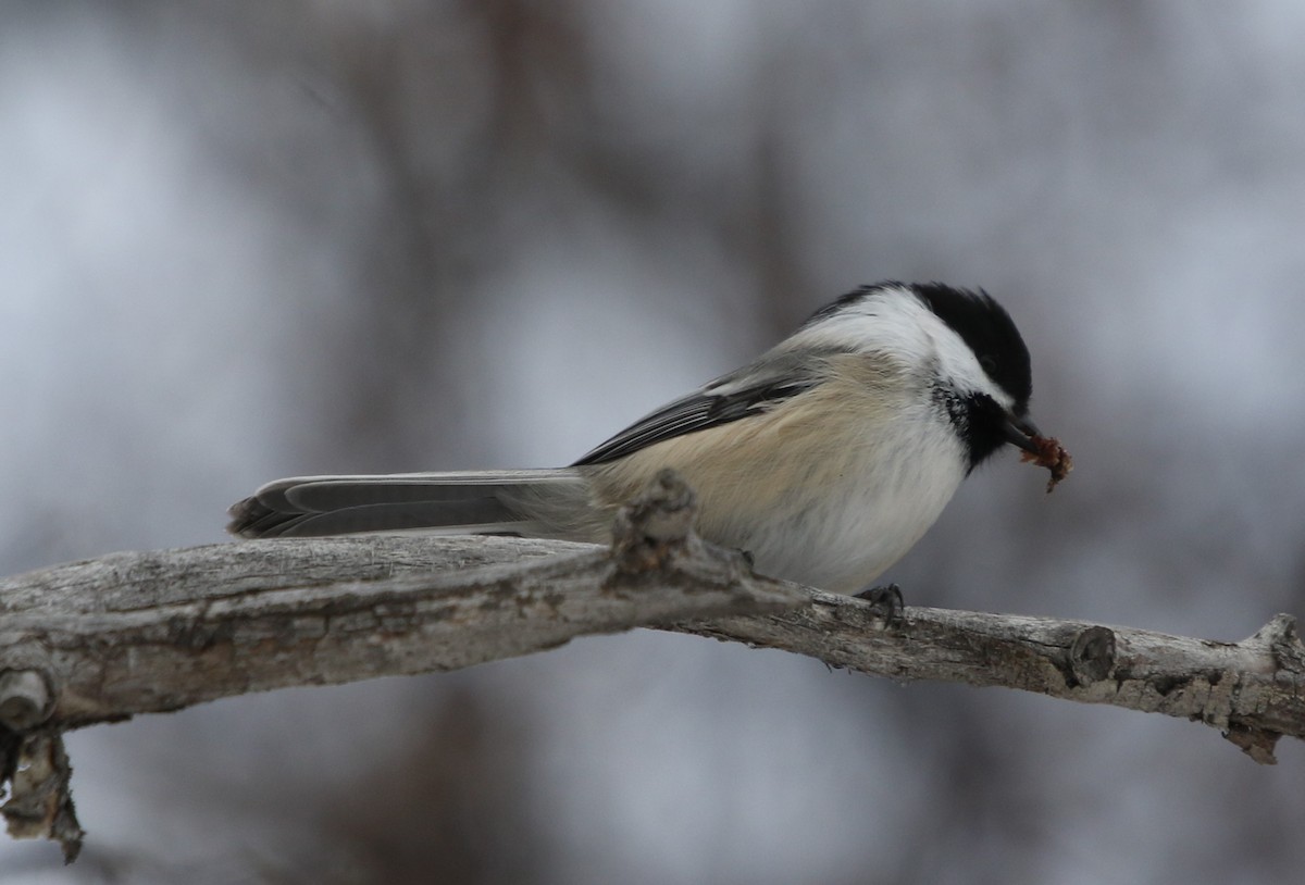 Schwarzkopfmeise - ML646491702