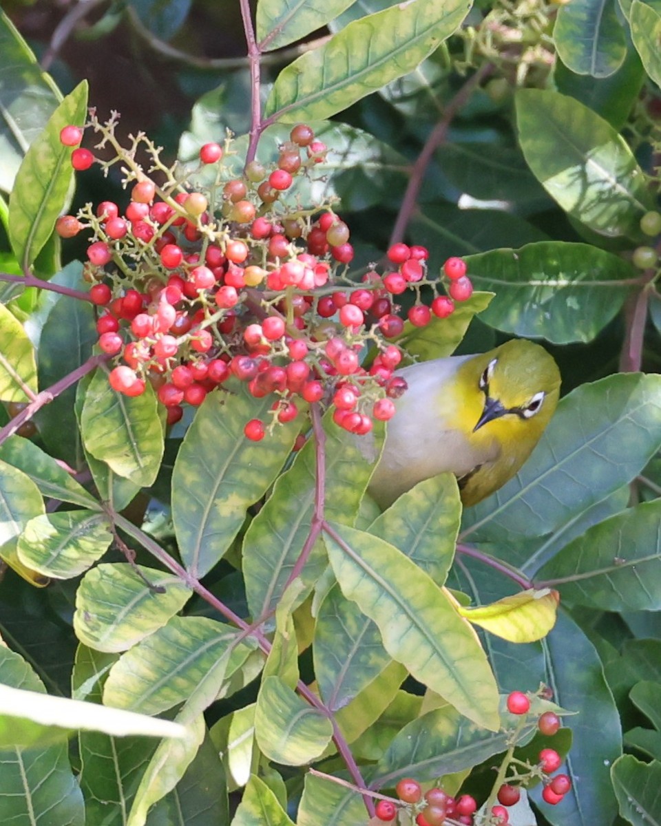 Swinhoe's White-eye - ML646491703