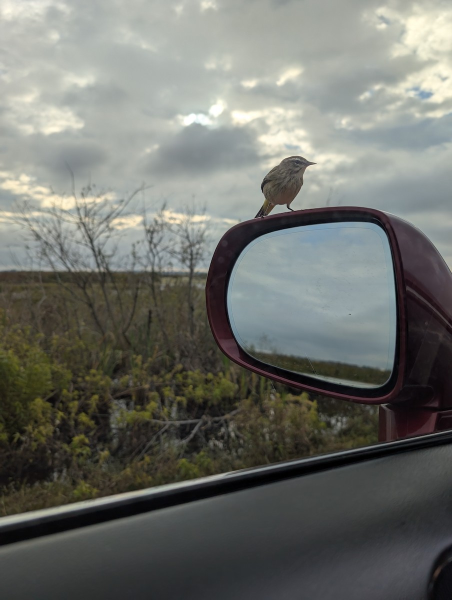 Пальмовая древесница (palmarum) - ML646491704