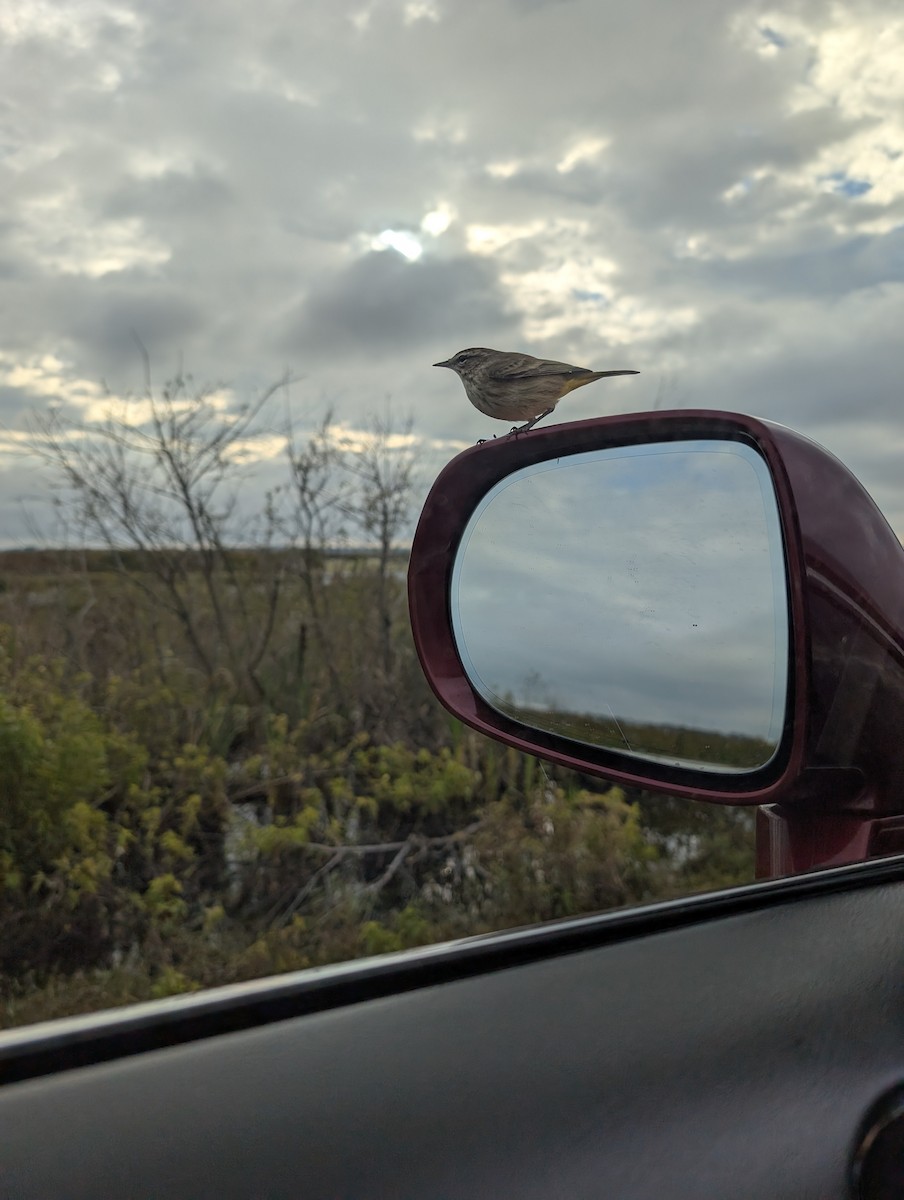 Пальмовая древесница (palmarum) - ML646491705