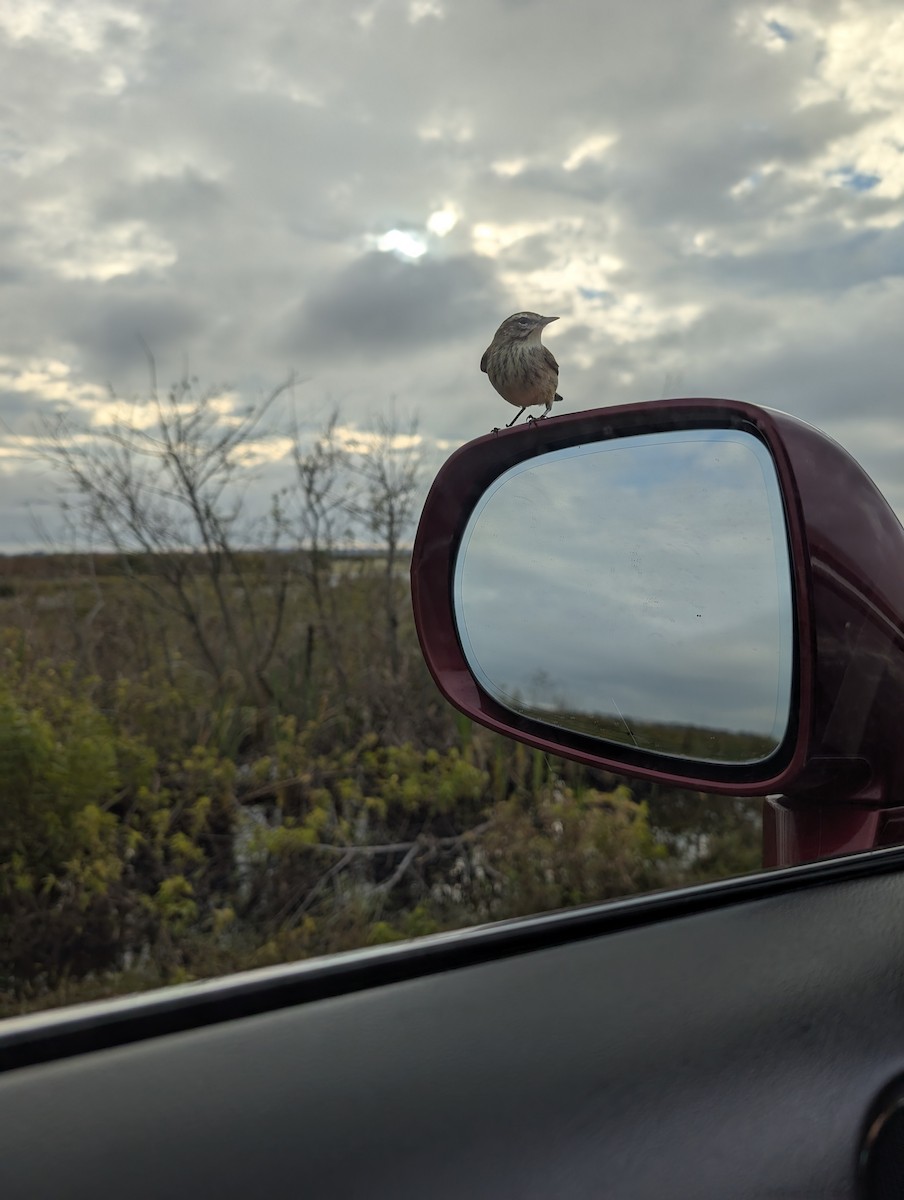 Пальмовая древесница (palmarum) - ML646491706