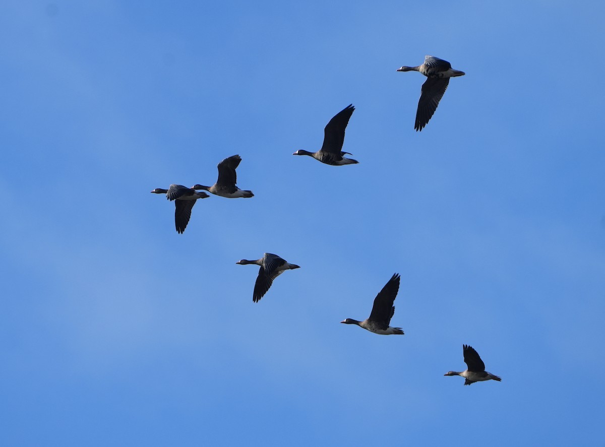 Oca lombardella - ML646491707