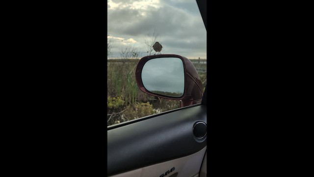 Пальмовая древесница (palmarum) - ML646491714