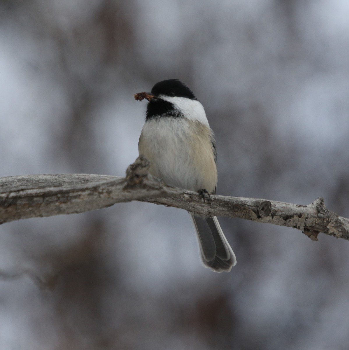 Schwarzkopfmeise - ML646491715