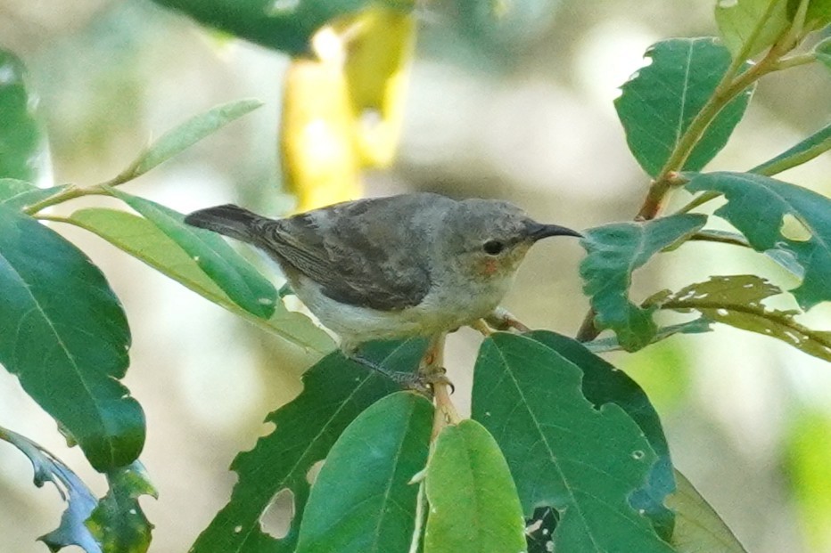 Scarlet Myzomela - ML646491716