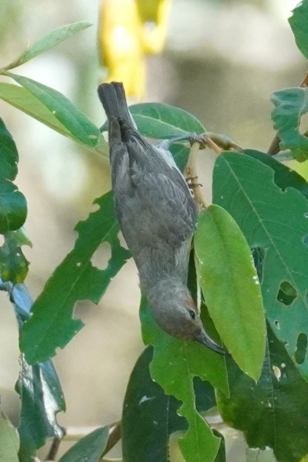 Scarlet Myzomela - ML646491717