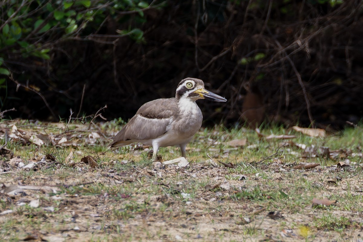 Great Thick-knee - ML646491718