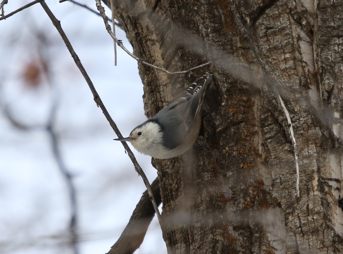 Weißbrustkleiber [lagunae-Gruppe] - ML646491724