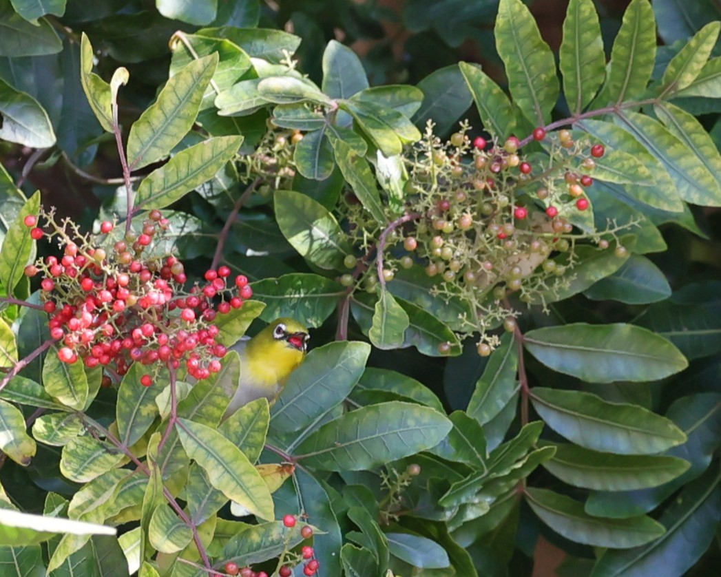 Swinhoe's White-eye - ML646491726