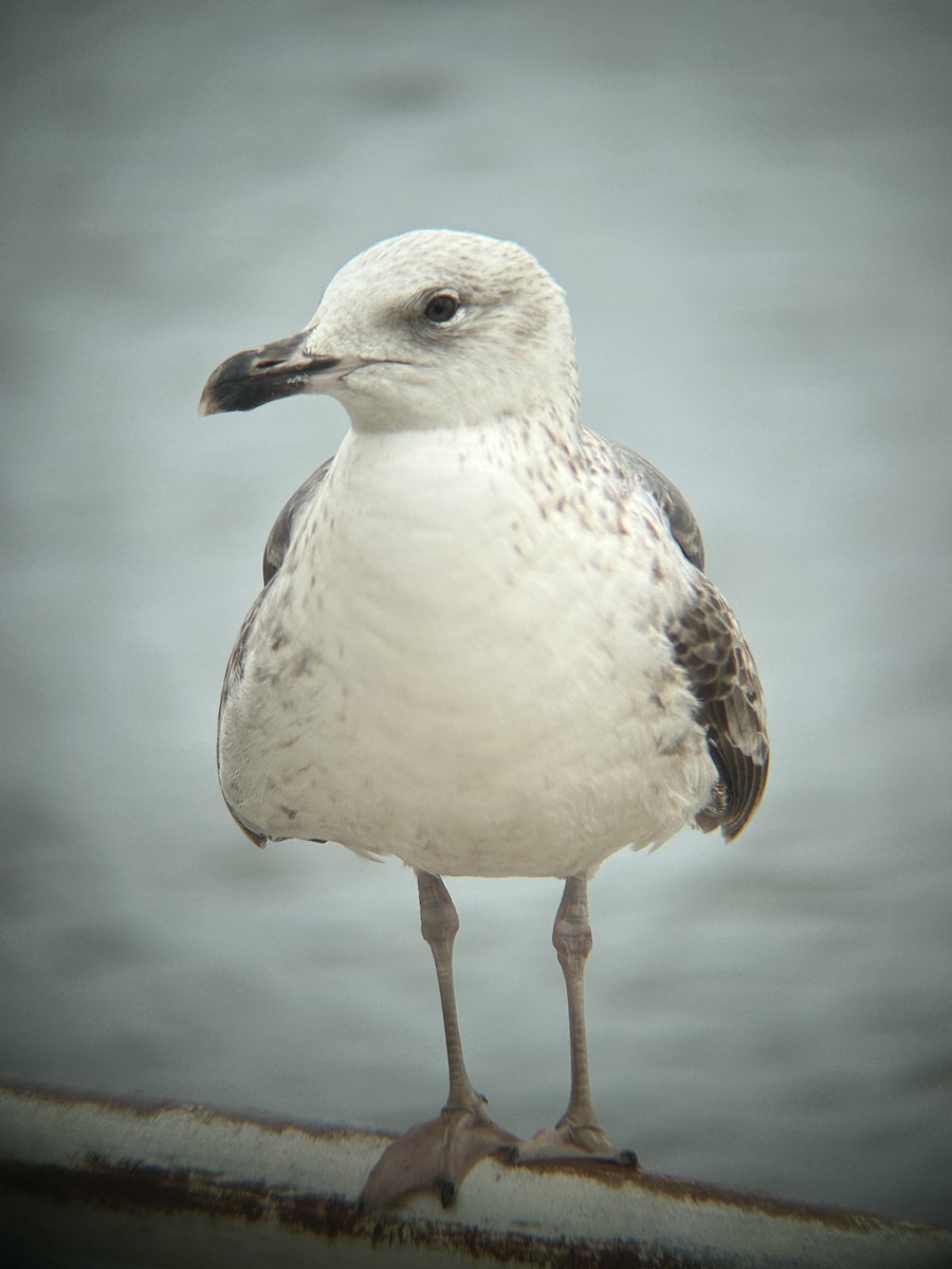Lesser Black-backed Gull - ML646491727