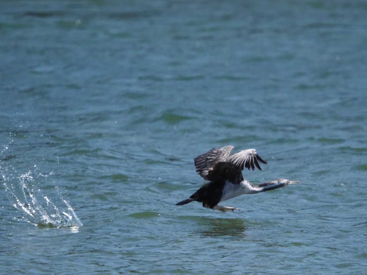 Spotted Shag - ML646491728
