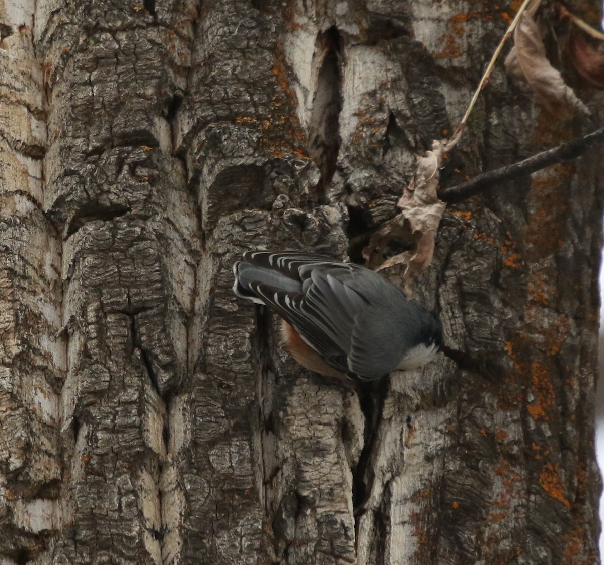 Weißbrustkleiber [lagunae-Gruppe] - ML646491730