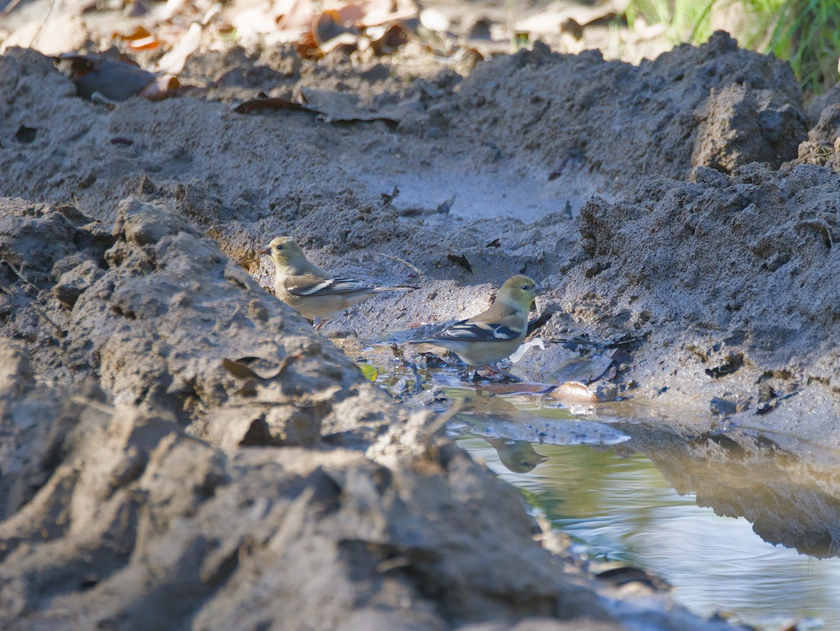 Jilguero Yanqui - ML646491732