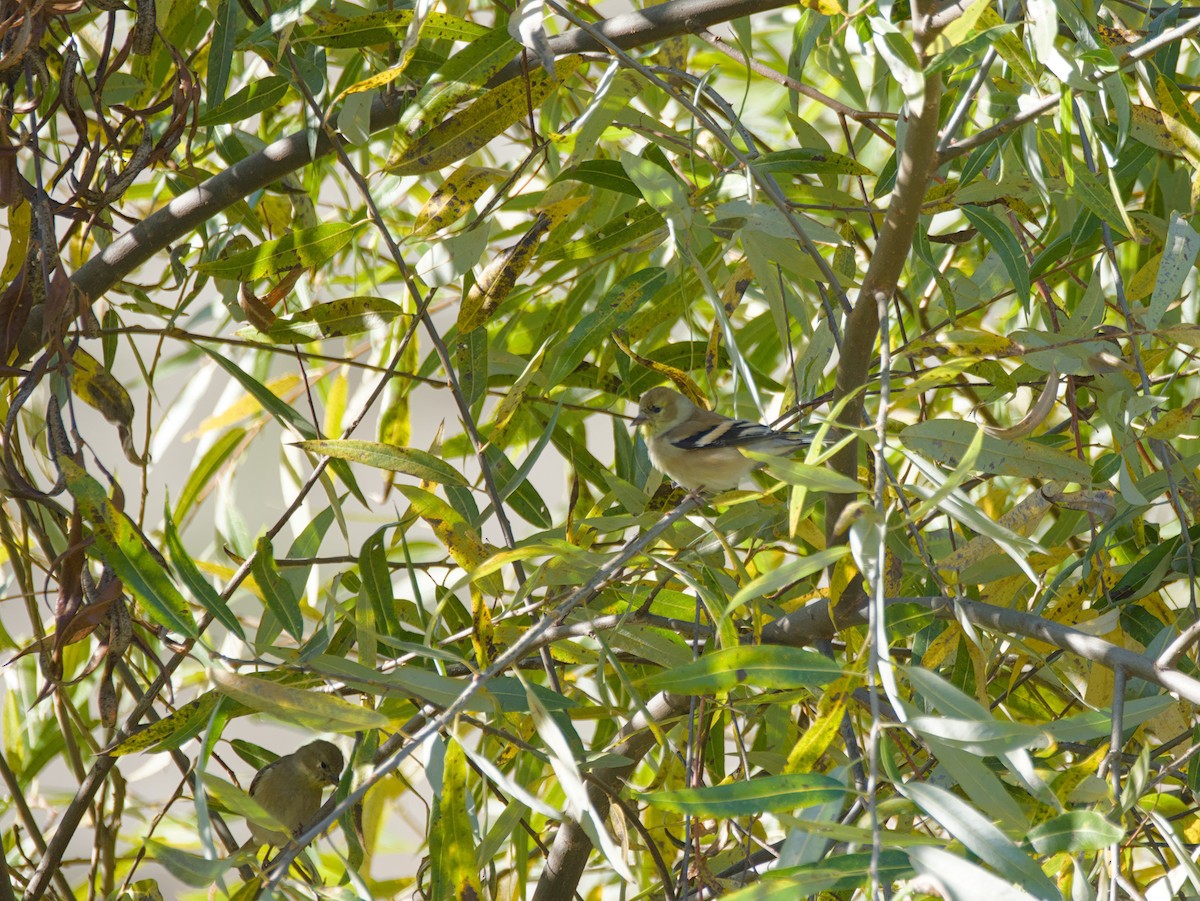 Jilguero Yanqui - ML646491736