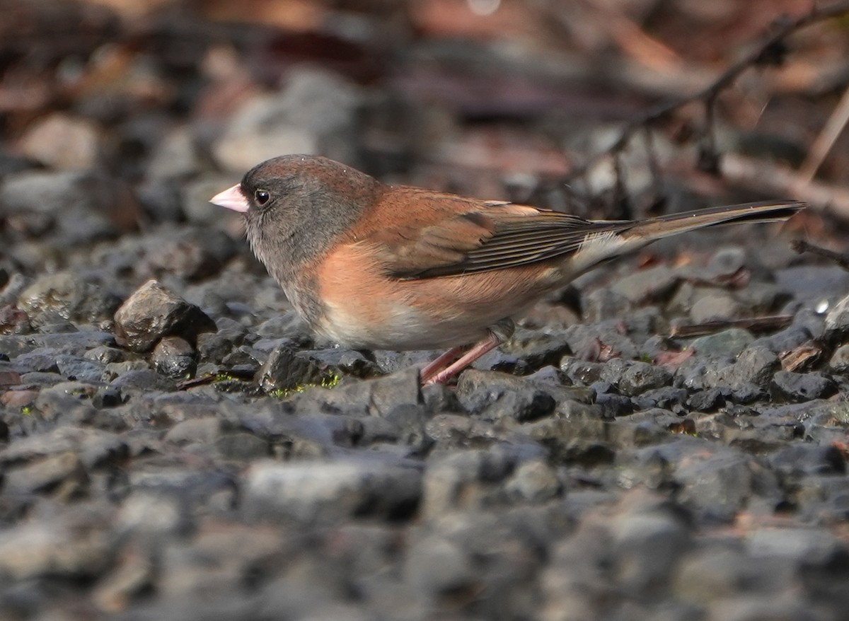 Dark-eyed Junco - ML646491737
