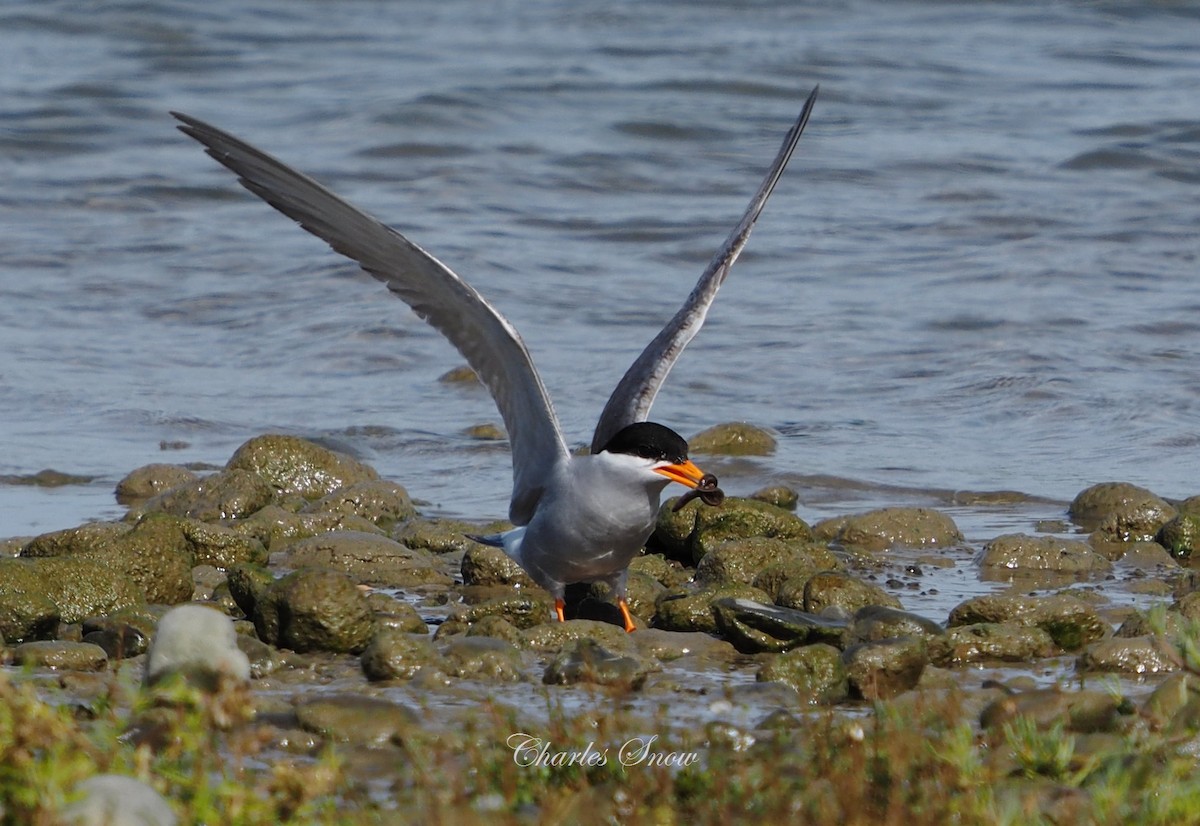 Black-fronted Tern - ML646491739