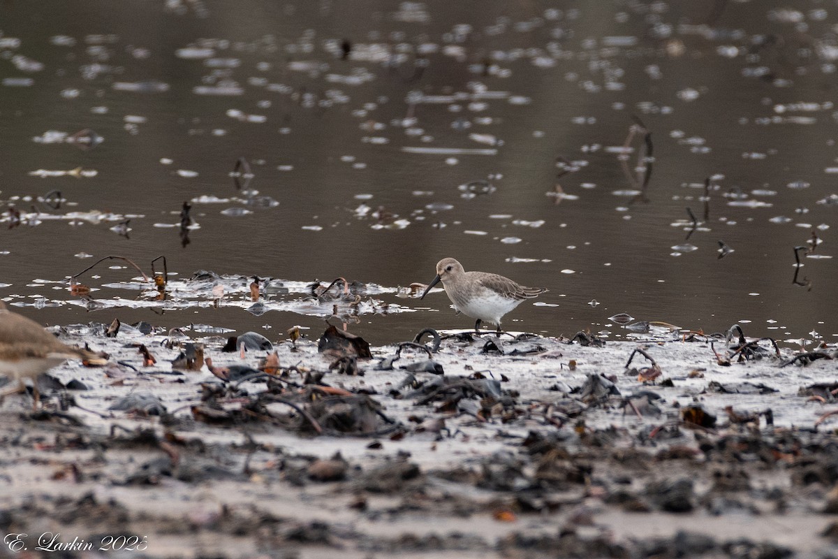 jespák obecný - ML646491743