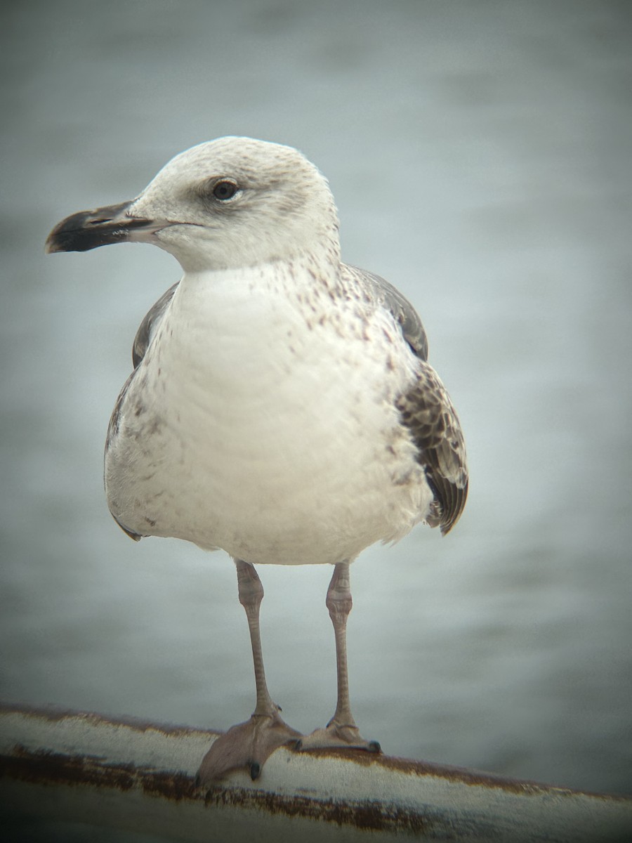 Lesser Black-backed Gull - ML646491744