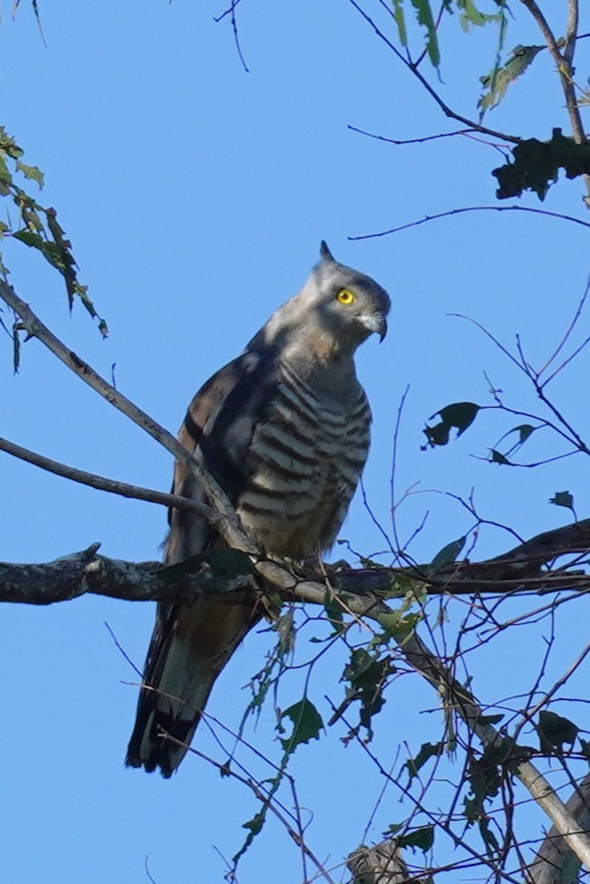 Pacific Baza - ML646491747