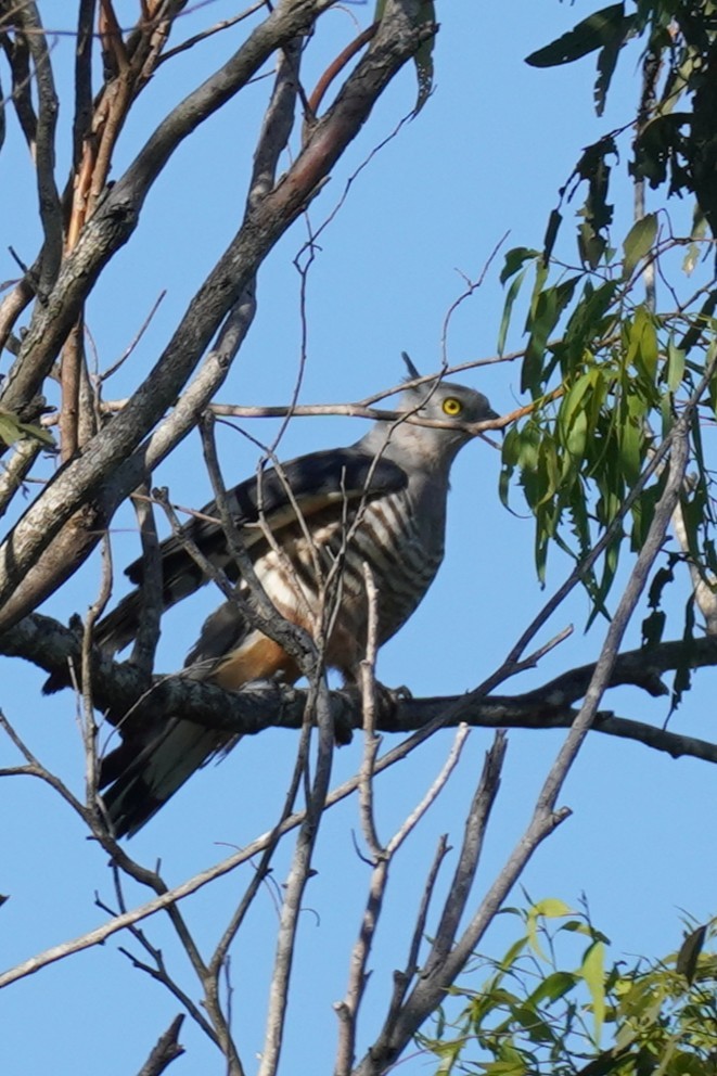 Pacific Baza - ML646491748