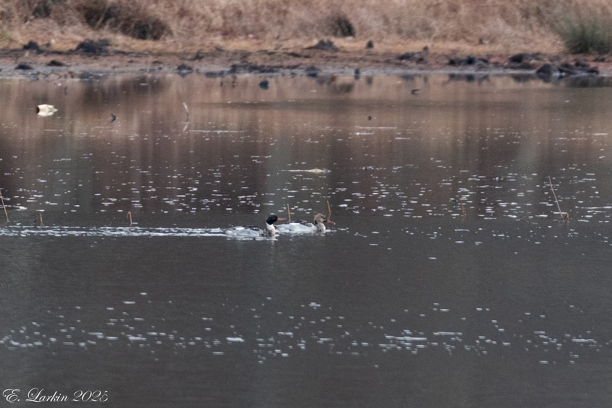 morčák prostřední - ML646491749