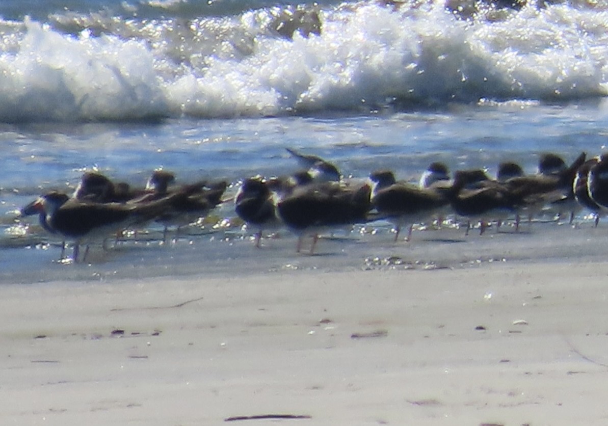 Black Skimmer - ML646491753