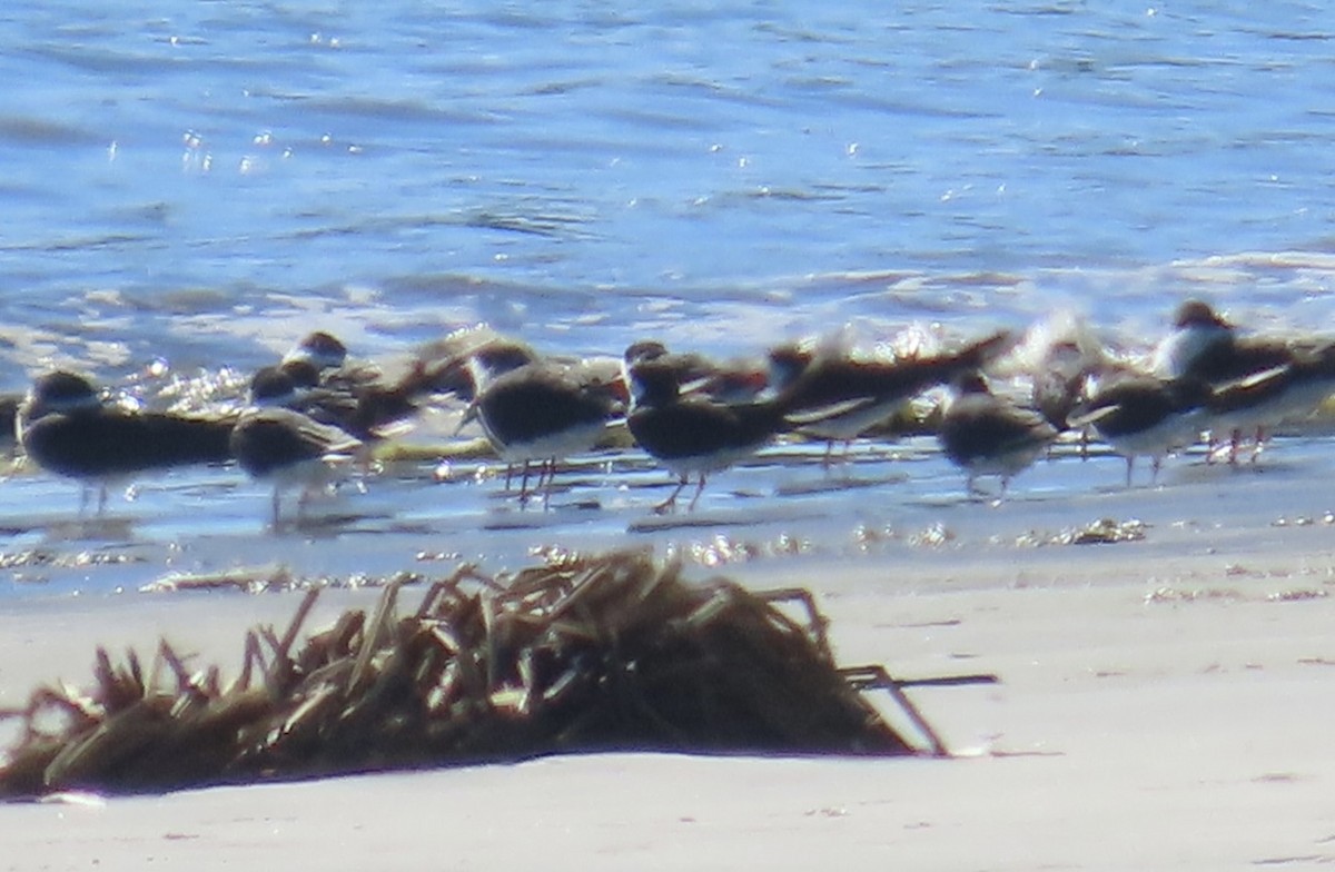 Black Skimmer - ML646491754